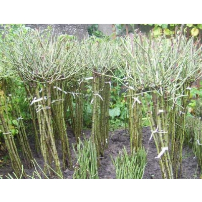 Róża szczepiona NA PNIU QUEEN OF RED